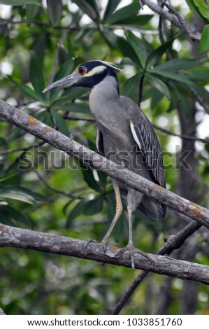 Heron in a Tree in Tamarindo Costa Rica