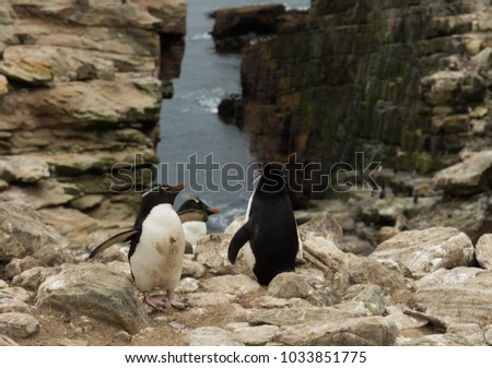 Three rockhopper penguins on a rocky cliff with the Atlantic Ocean in the background. Located in the Falkland Islands.