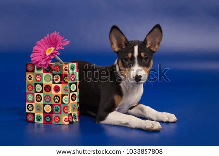 The puppy of breed of the Basenji lies on a blue background near a color gift package from which the pink flower is visible.