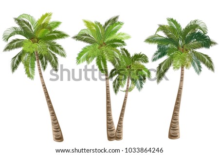 Coconut palm tree (Cocos nucifera). Set of realistic vector illustrations on white background.
