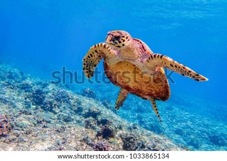 Hawksbill sea turtle swimming in Indian ocean in Maldives