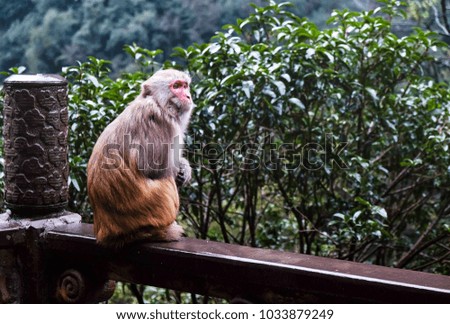 Monkey sitting on the fence in front of pillars Zhangjiajie National Forest Park in China.
