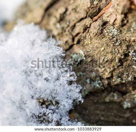 Tree branch covered in snow