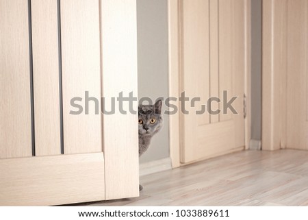 cat peeks around the corner, beautiful gray british cat with yellow eyes,  funny fat cat, cat looks out from behind the door