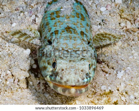 Lizardfish resting on sand