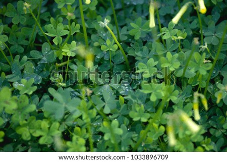 background of clover leaves with drops of dew. St.Patrick 's Day.