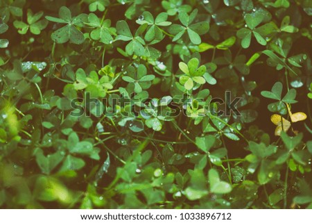 background of clover leaves with drops of dew. St.Patrick 's Day.