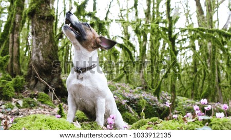 A small dog jack russell terrier barks in the woods, 4k.