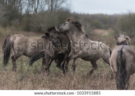 Konik, Horse, Fight