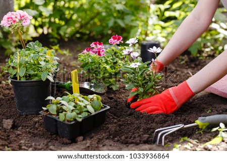 Gardener woman planting flowers in the garden at sunny morning Royalty-Free Stock Photo #1033936864