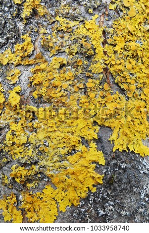         moss-lichen on trees.texture.  