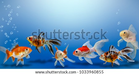 Goldfish collage on blue background, different colorful carassius auratus in aquarium, banner with copy space