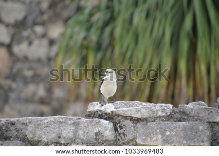 Tropical Mockingbird perched on a wall