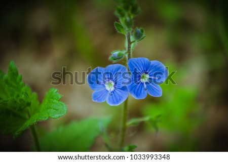 A small blue forest flower. Spring forest. Flowers May. Close-up of blue summer flowers - German Spiderman. Veronica germander is a macro flower in the wild. Young greens.
