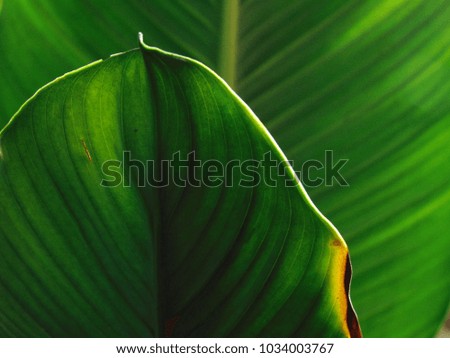 Green leaf in lighted texture
