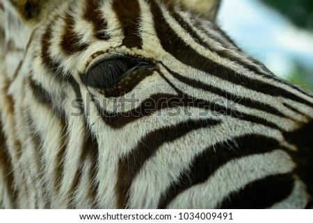 zebra eye, striped look. Three species of the Equus genus of Africa are known as zebra - Equus grevyi, Equus quagga and Equus zebra