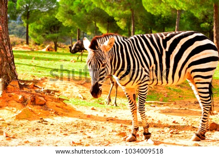 zebra eye, striped look. Three species of the Equus genus of Africa are known as zebra - Equus grevyi, Equus quagga and Equus zebra
