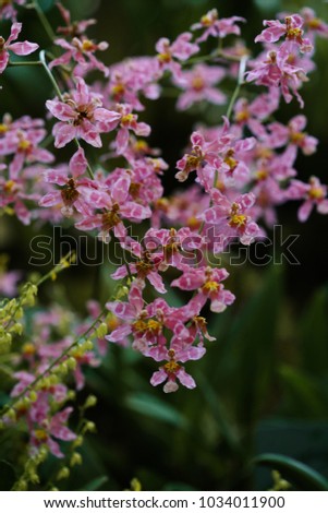Pink dancing lady orchid flowers