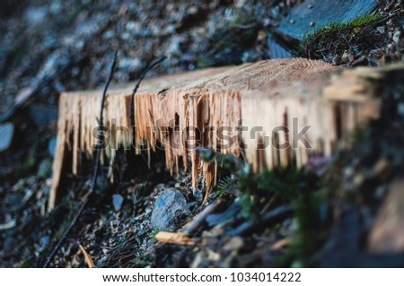 Wood texture in winter