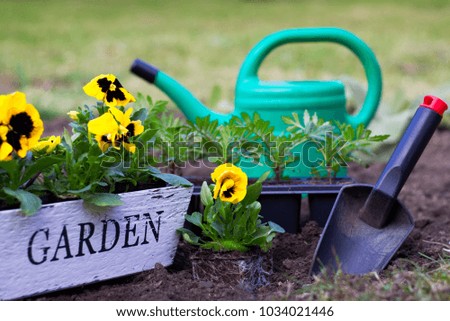 Planting spring flowers in garden, yellow pansies in crate ready to plant into a bed , gardening in spring season