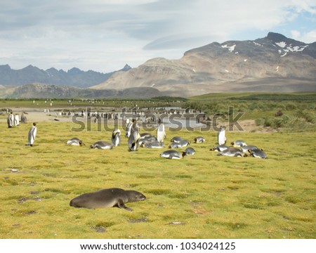 A colony of king penguins with a single fur seal in the foreground. Some penguins are molting. Thick light green grass is in the foreground and rugged mountains and tussac grass are in the distance.