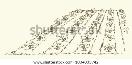 Eco green early lush raw soy bush flora culture sow on tillage furrow mulch patch isolated on white background. Line ink hand drawn yield scene sketch in retro doodle cartoon style with space for text Royalty-Free Stock Photo #1034035942