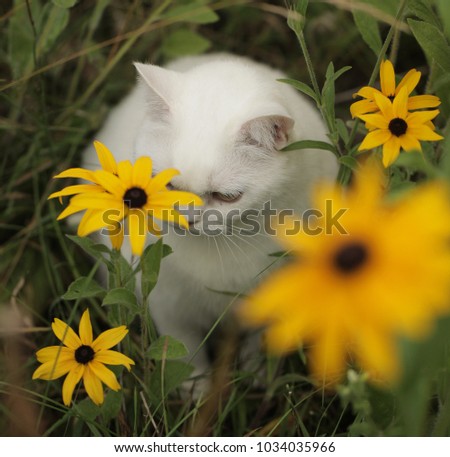 hiding beautiful white british cat portrait in a sunny garden with green grass and bright yellow wild sunflowers during summer - funny animals