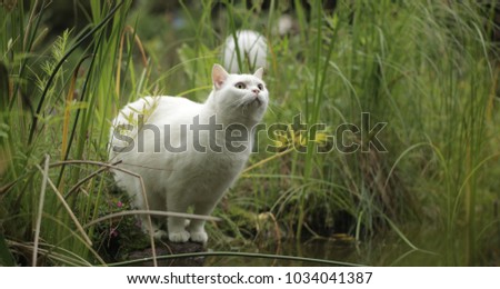  horizontal shot of beautiful white british cat outside -  portrait in a sunny garden by water pond with green grass and  water plants  during summer day - funny animals