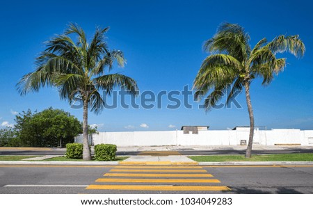 Pedestrian crossing on tropical street road, Nobody

