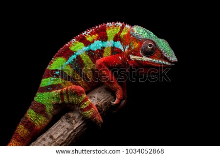 Adult male Ambilobe Panther Chameleon (Furcifer pardalis) on a branch. Photographed against a black background