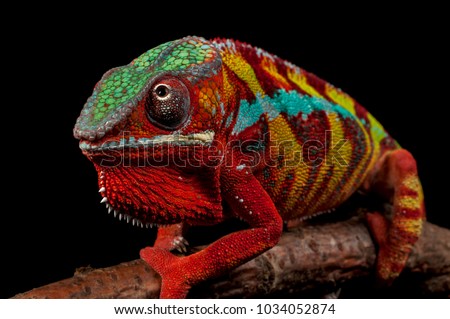 Adult male Ambilobe Panther Chameleon (Furcifer pardalis) on a branch. Photographed against a black background