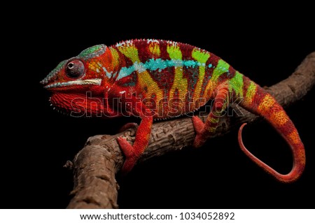 Adult male Ambilobe Panther Chameleon (Furcifer pardalis) on a branch. Full body shot, photographed against a black background