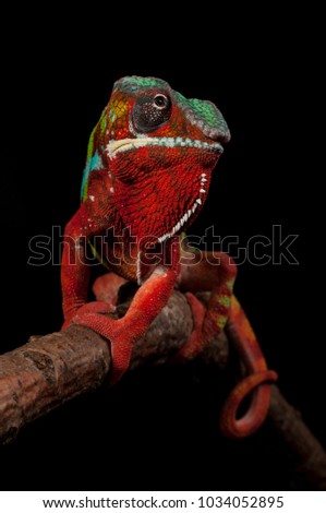 Adult male Ambilobe Panther Chameleon (Furcifer pardalis) on a branch. Frontal, full body shot, photographed against a black background