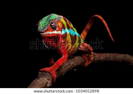 Adult male Ambilobe Panther Chameleon (Furcifer pardalis) on a branch. Full body shot, photographed against a black background