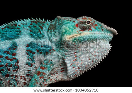 Adult male Nosy Faly Panther Chameleon (Furcifer pardalis). Close-up, photographed against a black background