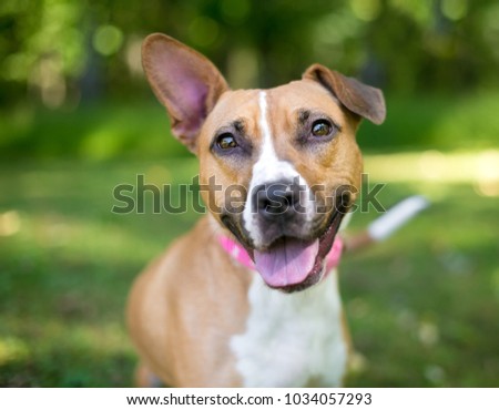 Portrait of a happy mixed breed dog with one erect ear and one floppy ear Royalty-Free Stock Photo #1034057293