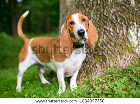 Portrait of a Basset Hound outdoors Royalty-Free Stock Photo #1034057350