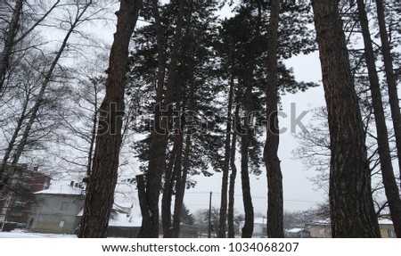 Winter weather in my surroundings,snow in the park Nature of serbia 2018