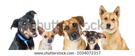 Row of different types of small medium and large mixed breed dogs over white on a horizontal web banner