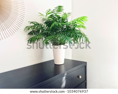 Parlor palm plant decorating black wooden dresser. Modern home decor. Royalty-Free Stock Photo #1034076937