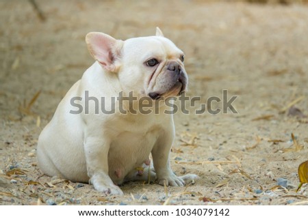 Cute little French bulldog playing on dirt ground, close-up shot.