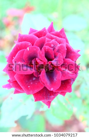The rose is one of the most famous and beloved of all flowers.