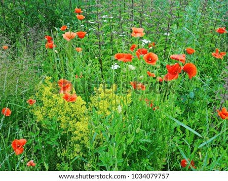 Red poppies in the green grass. Nanural impressionism.