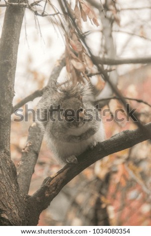 Squirrel sitting on the tree staring at the camera
