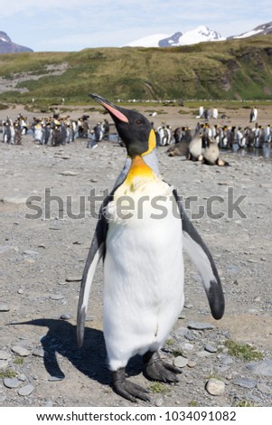 Close up of a king penguin that is molting. He is standing on a rocky beach facing the camera.