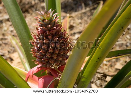 Red pineapple Flower(Urn Plant