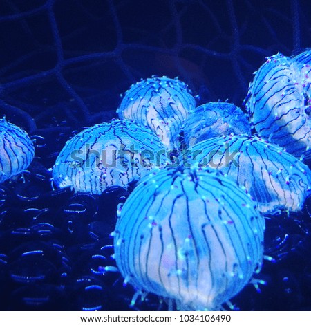 Glowing Jelly’s into the bottom of the oceans depths glowing like a beautiful element.