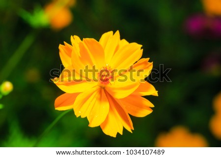 yellow daisy flower background, selected focus