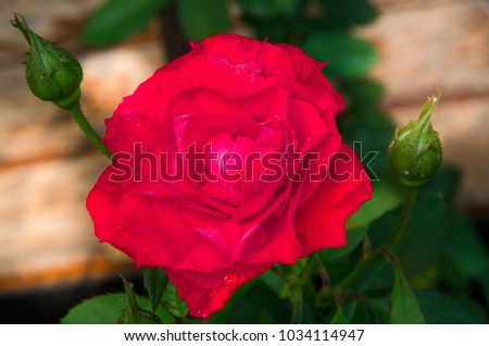 close up red  rose in the natural
