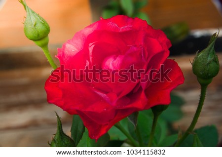 close up red  rose in the natural